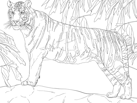 Standing Bengal Tiger Coloring Page